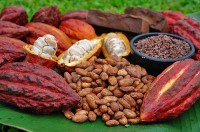 Boabele de cacao – un super aliment